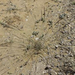 Aristida adscensionis