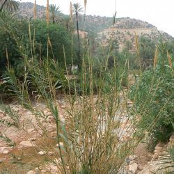 Arundo micrantha