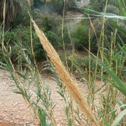 Arundo micrantha