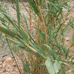 Arundo micrantha