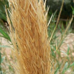 Arundo micrantha