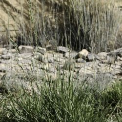 Brachypodium atlanticum