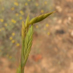 Brachypodium distachyon s.l.