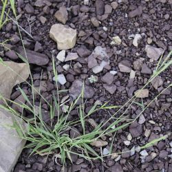 Brachypodium distachyon s.l.