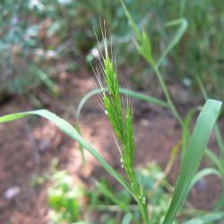 Brachypodium distachyon s.l.