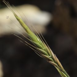 Brachypodium distachyon s.l.