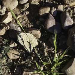 Brachypodium distachyon s.l.