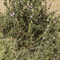 Brachypodium phoenicoides