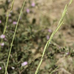 Brachypodium phoenicoides