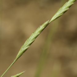 Brachypodium phoenicoides
