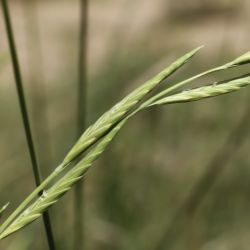 Brachypodium phoenicoides