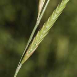 Brachypodium phoenicoides