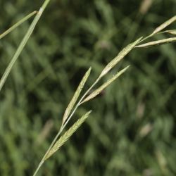 Brachypodium phoenicoides