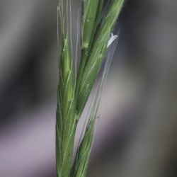 Brachypodium sylvaticum subsp. sylvaticum