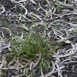 Brachypodium sylvaticum subsp. sylvaticum