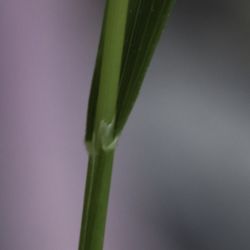 Brachypodium sylvaticum subsp. sylvaticum