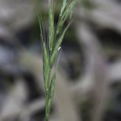 Brachypodium sylvaticum subsp. sylvaticum