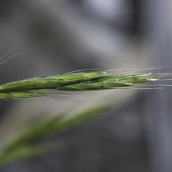 Brachypodium sylvaticum subsp. sylvaticum