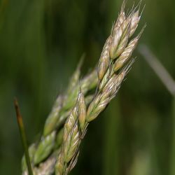 Bromus hordeaceus subsp. hordeaceus