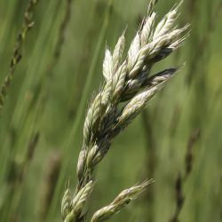 Bromus hordeaceus subsp. hordeaceus