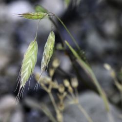 Bromus squarrosus