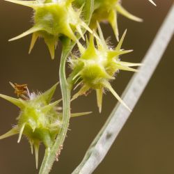 Cenchrus longispinus