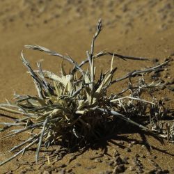 Centropodia forsskalii