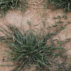 Ceratochloa cathartica