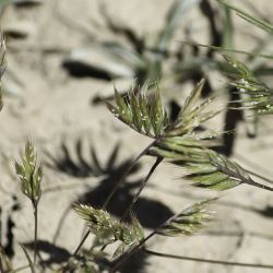 Ctenopsis cynosuroides