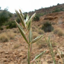 Cympobogon schoenanthus