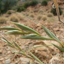 Cympobogon schoenanthus