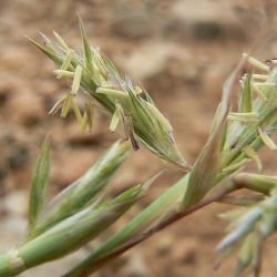 Cympobogon schoenanthus
