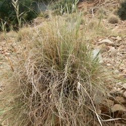 Cympobogon schoenanthus