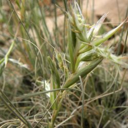 Cympobogon schoenanthus