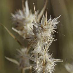 Cympobogon schoenanthus