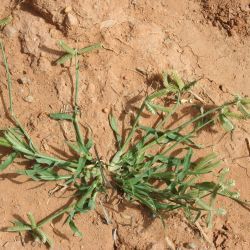 Dactyloctenium aegyptium