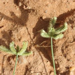 Dactyloctenium aegyptium