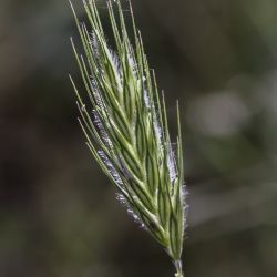 Poaceae