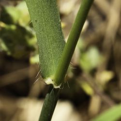Dasypyrum hordeaceum
