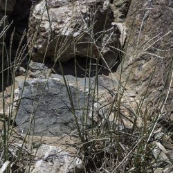 Digitaria nodosa