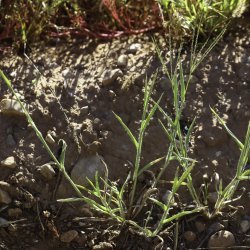 Digitaria sanguinalis
