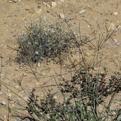 Digitaria sanguinalis