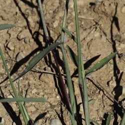 Digitaria sanguinalis