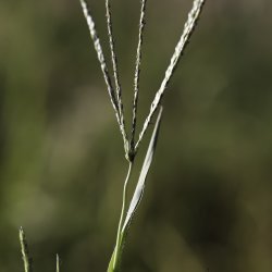 Digitaria sanguinalis