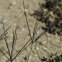 Digitaria sanguinalis