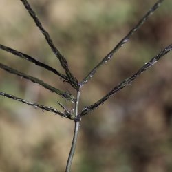 Digitaria sanguinalis