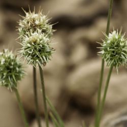 Echinaria capitata