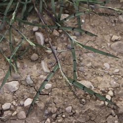 Echinochloa colonum