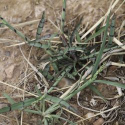 Echinochloa colonum