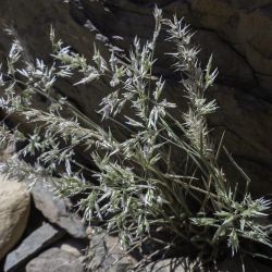 Enneapogon scaber